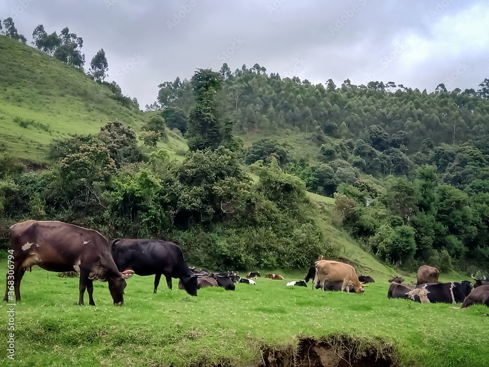 Obraz premium Beautiful landscape of the Munnar city in Kerala, India with valley and mountains view. Grasslands of beautiful hill station of India, Munnar with selective focus for leisure and tourism purposes.