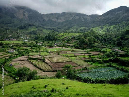 Beautiful landscape of tea plantation in the Indian state of Kerala with selective focus. landscape of the city, Munnar with its tea planatation, valley and Nilgiri mountain ranges. photo