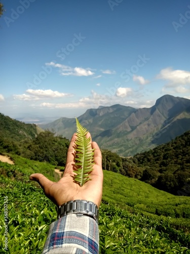 Beautiful landscape of tea plantation in the Indian state of Kerala with selective focus. landscape of the city, Munnar with its tea planatation, valley and Nilgiri mountain ranges. photo