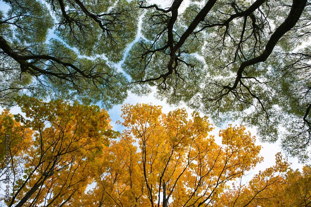 Obraz premium Autumn leaves in the forest. Abstraction in nature