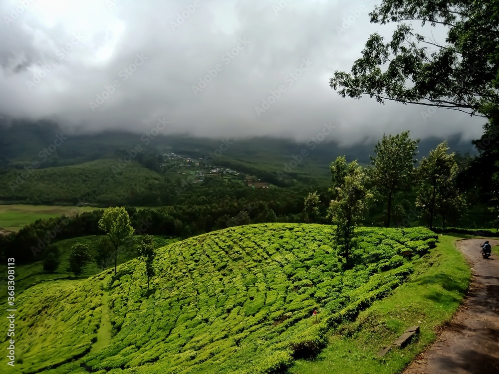 Beautiful landscape of tea plantation in the Indian state of Kerala with selective focus. landscape of the city, Munnar with its tea planatation, valley and Nilgiri mountain ranges.