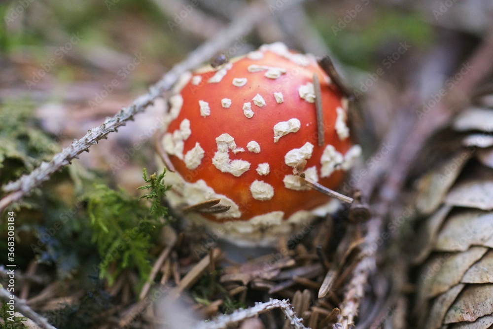 Kleiner roter Fliegenpilz