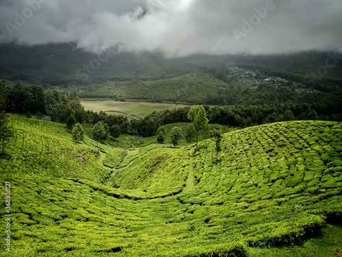 Beautiful landscape of tea plantation in the Indian state of Kerala with selective focus. landscape of the city, Munnar with its tea planatation, valley and Nilgiri mountain ranges. photo