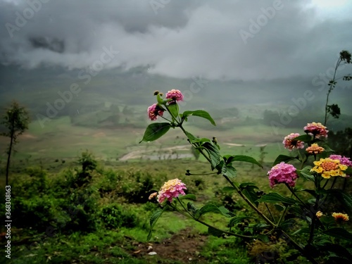 Beautiful landscape of tea plantation in the Indian state of Kerala with selective focus. landscape of the city, Munnar with its tea planatation, valley and Nilgiri mountain ranges. photo