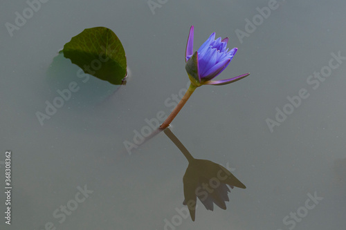 purple water lily