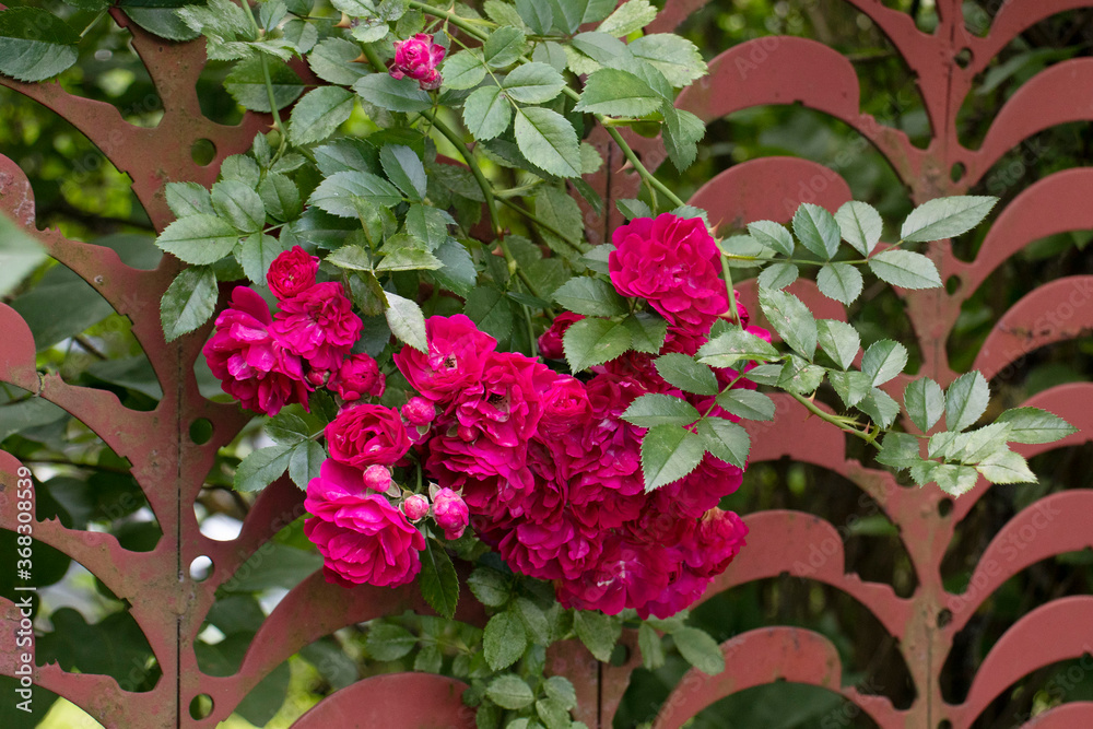 bushes of pink roses in the garden