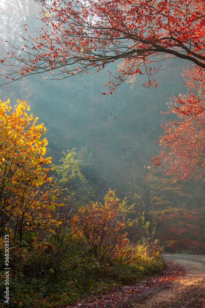 autumn forest ray sunlight red yellow deep sun