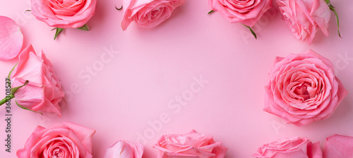 Rose flower on pink background. Copy space. Top view.