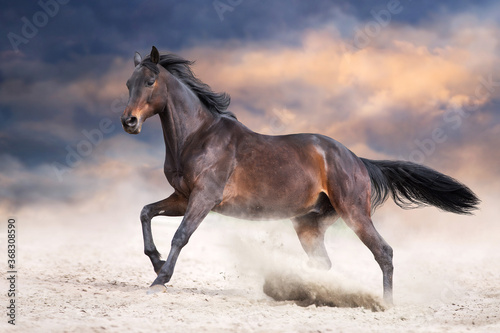 Bay stallion with long mane run fast against dramatic sky in dust