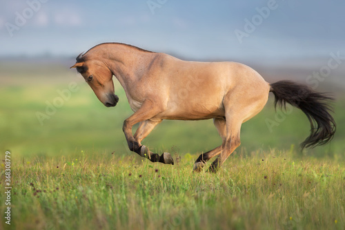 Quadro su tela Buckskin Horse run gallop on spring green meadow