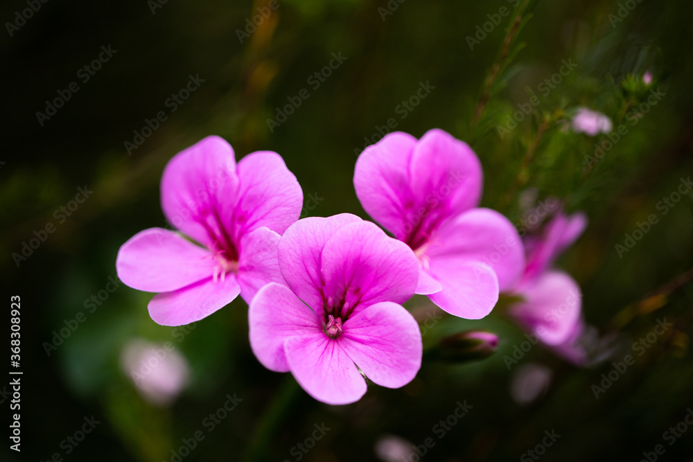 Three Pink Purple Flowers