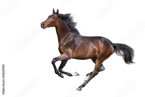 Fototapeta Naklejka Na Ścianę i Meble -   Bay Horse run gallop isolated on white background