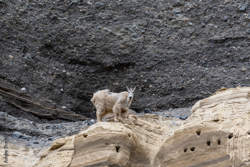 Rocky mountain goat on the rocks ands stones in Banff National Park Canada