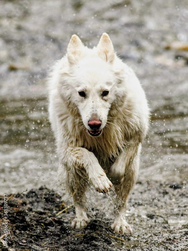  white wolf dog running