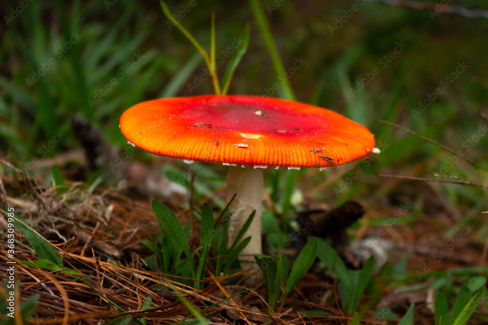 Amanita Muscaria. Red poisonous Fly Agaric mushroom in forest Amanita Muscaria. Red poisonous Fly Agaric mushroom in forest