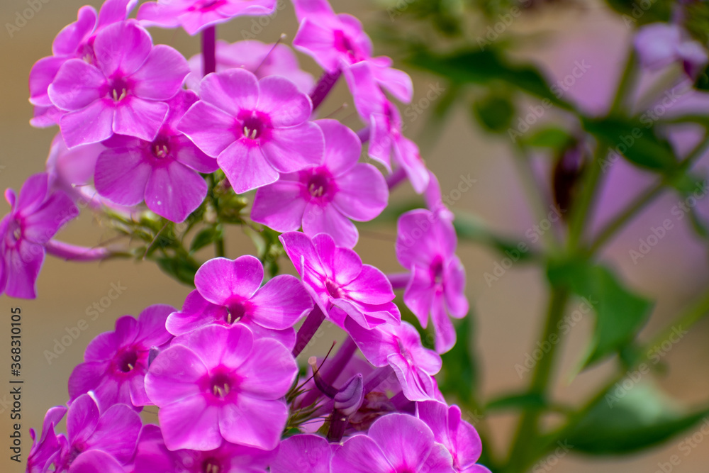 Obraz premium Pink Flowers