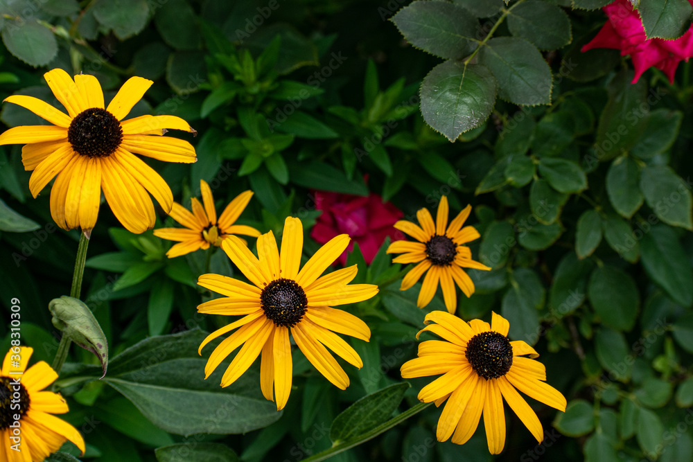 Obraz premium Sunflowers