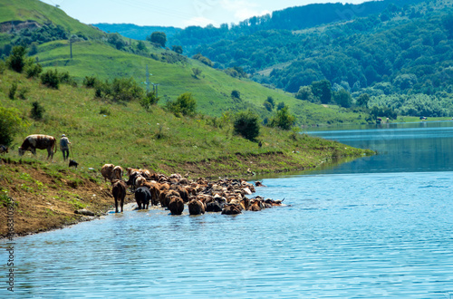 Принти на полотні a herd of cows crossing a river