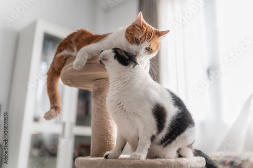 Fototapeta Naklejka Na Ścianę i Meble -  Gato blanco y marron en la cima de una torre rascador, lame la oreja de un gato blanco y negro 2