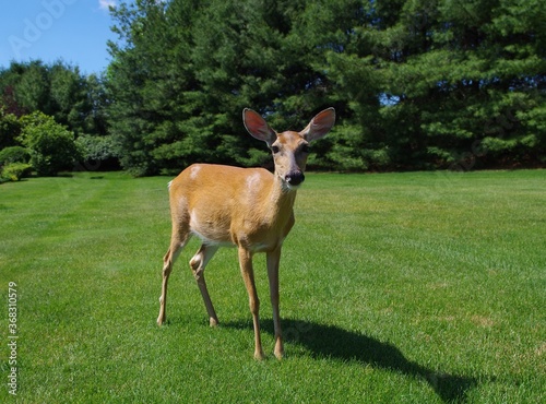 deer doe animal field