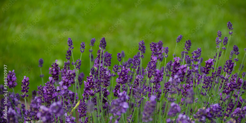 Fototapeta premium Blooming lavender and blurry green background, frontview on green background. Copy space.