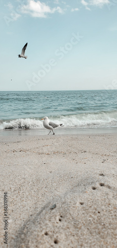 Bird seagulls sitting by the beach. Wild seagull with natural soft blue background. View of the sea  ocean. Rockaway Beach  New York.