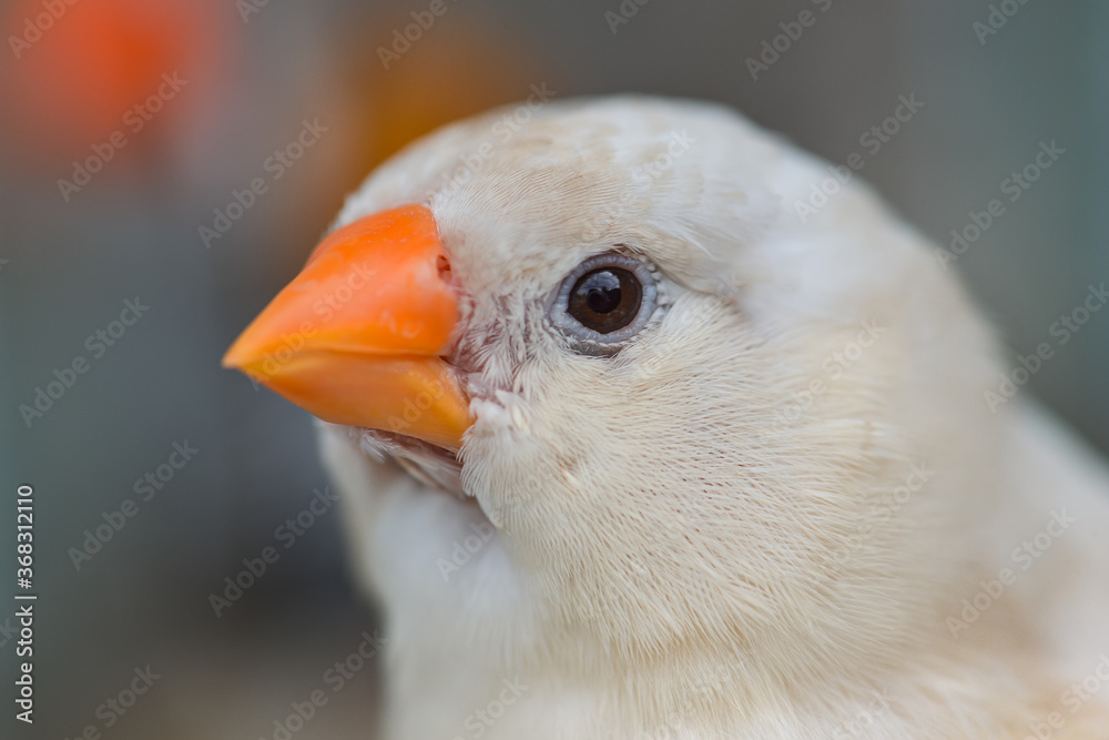 Zebra finch bird closeup. Zebra finch bird closeup.