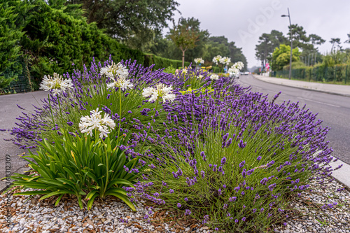 Lavender and Allium flowers growing along the road on green background. Gardening season. Summer background. Summer green garden.