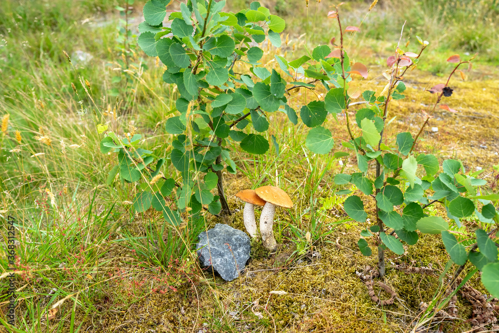 Mushrooms close up. Fresh mushrooms just grew up under the aspens. Mushrooms close up. Fresh mushrooms just grew up under the aspens.