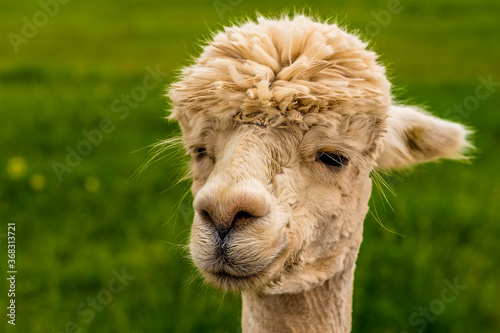 A close-up  face view of a recently sheared  apricot coloured Alpaca in Charnwood Forest  UK on a spring day  shot with face focus and blurred background