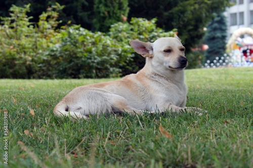 close-up dog portrait resting on green grass in cityscape