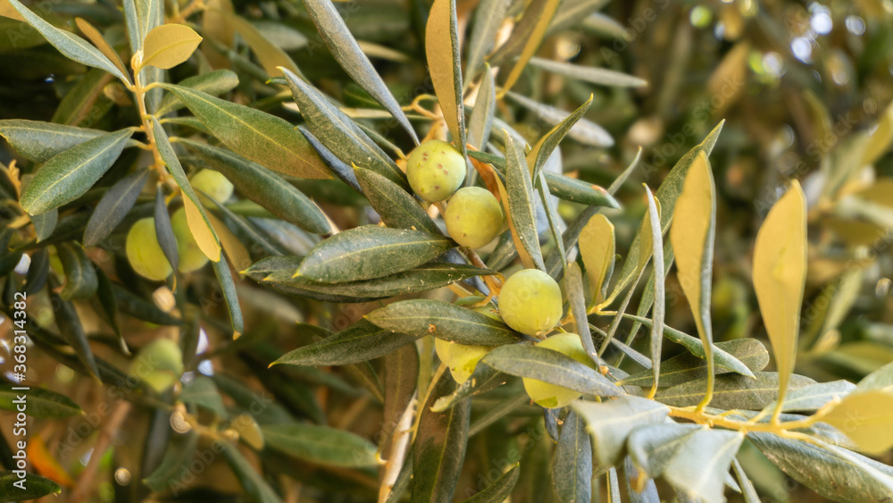 olive tree with ripening olives, summer day olive tree with ripening olives, summer day