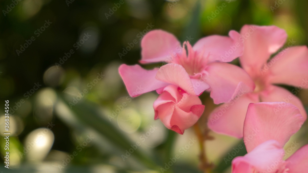 incredibly beautiful but dangerous oleander flower, summer incredibly beautiful but dangerous oleander flower, summer