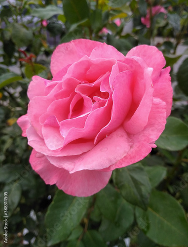 Large pink rose with raindrops on the petals.