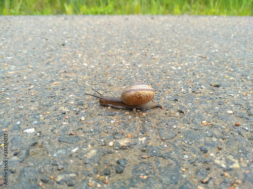 View of a snail crawling along the road against a background of green grass.