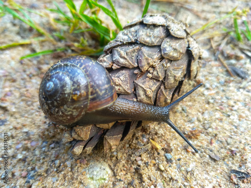 View of a snail crawling along a spruce cone.