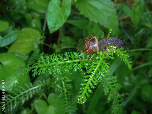 View of a snail crawling in the grass.