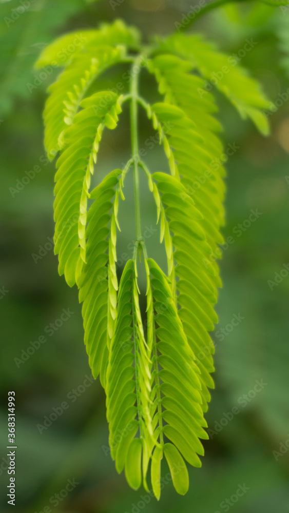 amazing tree with small petals, summer day amazing tree with small petals, summer day