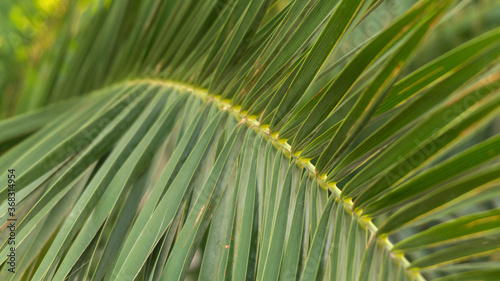 bright branch of a palm tree  summer day