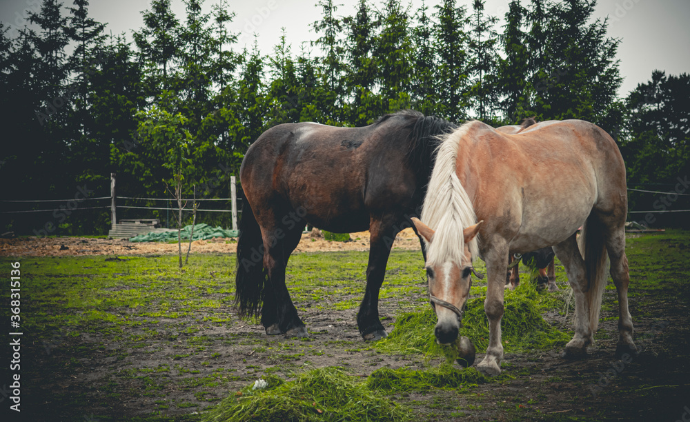 Fototapeta premium horse and foal