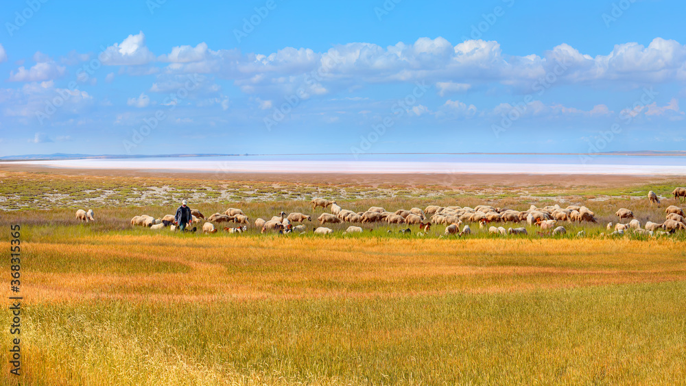 Herd of sheep grazing in the background Pink salt lake in the foreground golden wheat field