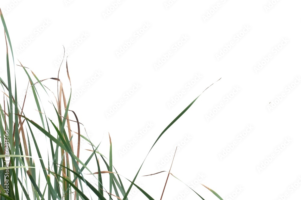 In selective focus wild grass leaves with wind blowing on white isolated background for green foliage backdrop In selective focus wild grass leaves with wind blowing on white isolated background for green foliage backdrop