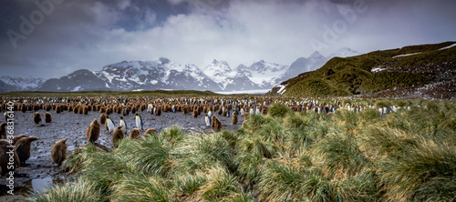 Thousands of king penguin adults as well as oakum boys, year old animals. photo