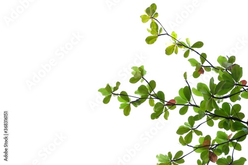 Tropical Indian almond tree with leaves branches on white isolated background for green foliage backdrop 