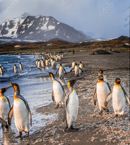Fotografie, Obraz thousands of king penguins on the island of Saint Andrews in south Georgia, near