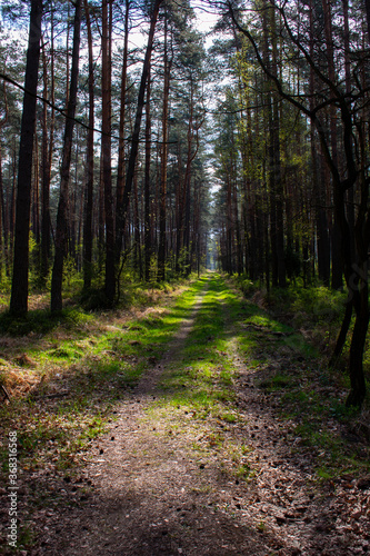 Footpath / way / path in the wild sunny forest / woods.  Perspective view of the pathway with thres and bushes shadows. Blue sunny sky at the end © Patrycja