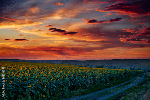 sunflower field in a beautiful sunset, sunlight and clouds