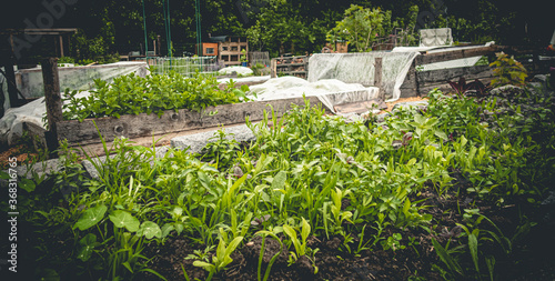 garden in the garden