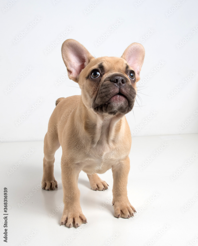 Portrait of a french bulldog puppy on a white background.