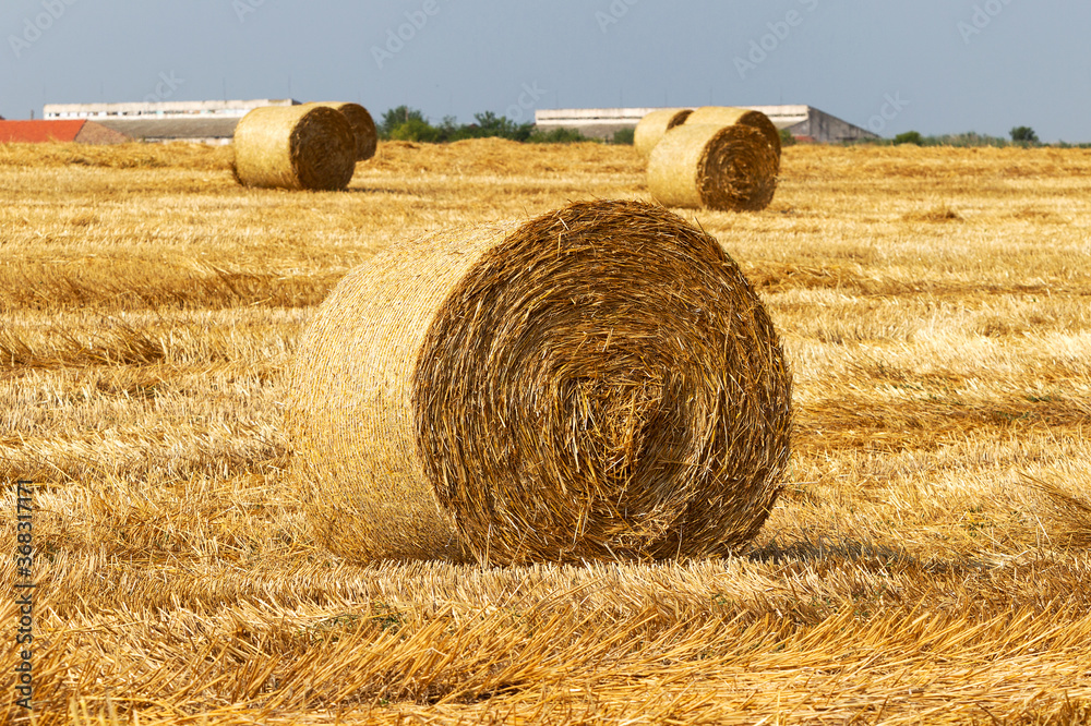 haystacks straw left after harvesting wheat, shallow depth of field haystacks straw left after harvesting wheat, shallow depth of field
